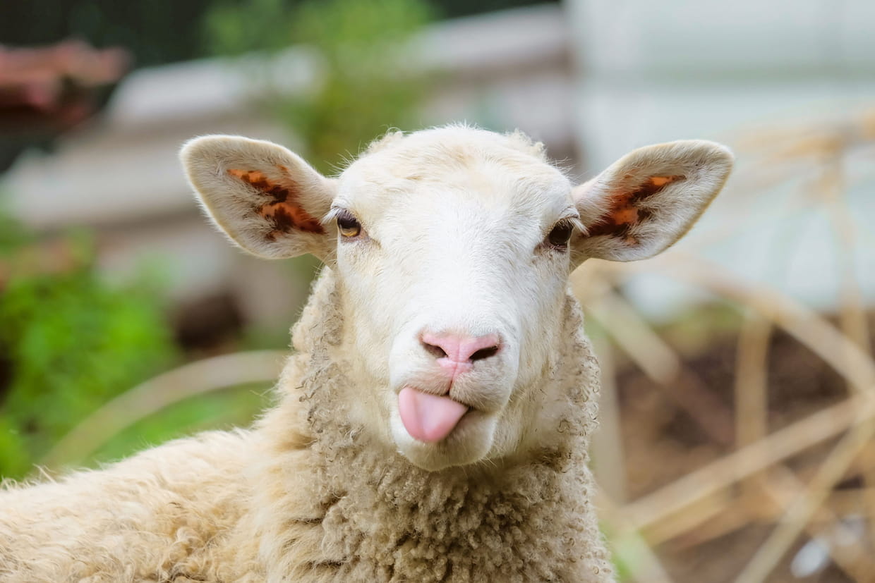 Ce mouton est bien suspect...